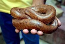 ਪੁਲਿਸ ਨੇ ਜ਼ਬਤ ਕੀਤਾ 50 ਲੱਖ ਦਾ ਸੱਪ, ਅੰਤਰਰਾਸ਼ਟਰੀ ਬਾਜ਼ਾਰ \'ਚ ਵੱਡੀ ਮੰਗ