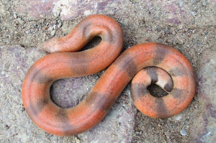 ਇਹ ਛੋਟੇ ਜੀਵਾਂ ਨੂੰ ਖਾਂਦਾ ਹੈ, ਤੇ ਨਾਲ ਹੀ ਇਹ ਹੋਰ ਸੱਪਾਂ ਨੂੰ ਵੀ ਆਪਣਾ ਭੋਜਨ ਬਣਾ ਲੈਂਦਾ ਹੈ।