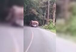 ਚਲਦੀ ਕਾਰ ‘ਤੇ ਚੜ੍ਹਿਆ ਹਾਥੀ, ਵੀਡੀਓ ਵਾਇਰਲ