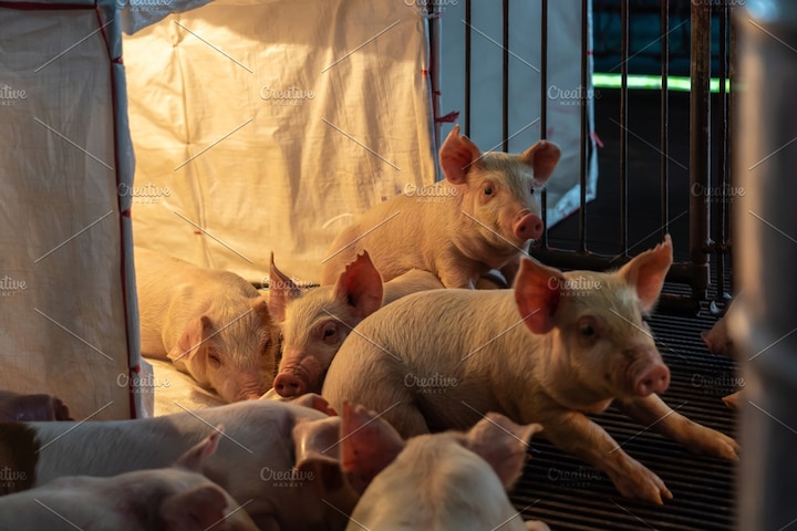 Big shock to pig farms, pigs are dying due to strange disease ਪਿਗ ਫਾਰਮਰਸ ਨੂੰ ਵੱਡਾ ਝਟਕਾ, ਅਜਿਹ ਬਿਮਾਰੀ ਨਾਲ ਹੋ ਰਹੀ ਸੂਅਰਾਂ ਦੀ ਮੌਤ