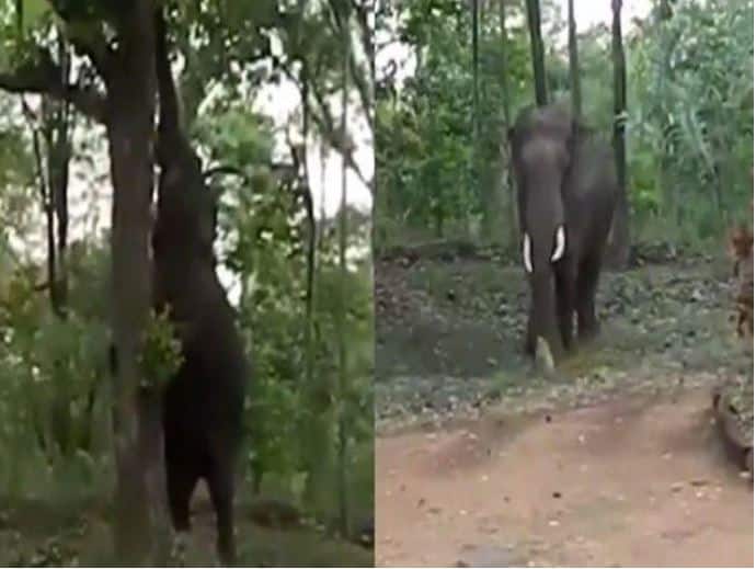 elephant video went viral on internet ਇੱਕ ਹਾਥੀ ਦਾ ਵੀਡੀਓ ਸੋਸ਼ਲ ਮੀਡੀਆ ‘ਤੇ ਮਚਾ ਰਿਹਾ ਧਮਾਲ, ਤੁਸੀਂ ਵੀ ਵੇਖੋ