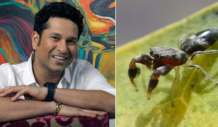 New Spider Species Named After Sachin Tendulkar: Report ਤੇਂਦੁਲਕਰ ਦਾ ਜਲਵਾ, ਵਿਗਿਆਨੀ ਨੇ ਮੱਕੜੀ ਦੀ ਪ੍ਰਜਾਤੀ ਦਾ ਨਾਂ ਸਚਿਨ ਦੇ ਨਾਂ 'ਤੇ ਰੱਖਿਆ