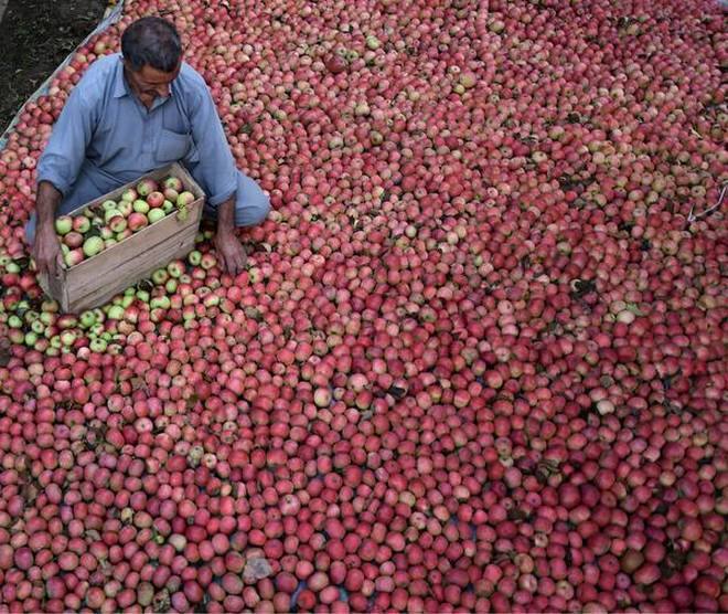 kashmiri apple : farmers need help now ਰੁਲ ਗਿਆ ਕਸ਼ਮੀਰੀ ਸੇਬ, ਕਿਸਾਨਾਂ 'ਤੇ ਵਰਤਿਆ ਕਹਿਰ