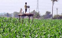 ਕਿਸਾਨ ਦਾ ਜੁਗਾੜ! ਫਸਲ ਦੇ ਨੇੜੇ ਵੀ ਨਹੀਂ ਆਉਂਦੇ ਜਾਨਵਰ