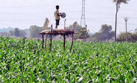 ਕਿਸਾਨ ਦਾ ਜੁਗਾੜ! ਫਸਲ ਦੇ ਨੇੜੇ ਵੀ ਨਹੀਂ ਆਉਂਦੇ ਜਾਨਵਰ ਕਿਸਾਨ ਦਾ ਜੁਗਾੜ! ਫਸਲ ਦੇ ਨੇੜੇ ਵੀ ਨਹੀਂ ਆਉਂਦੇ ਜਾਨਵਰ