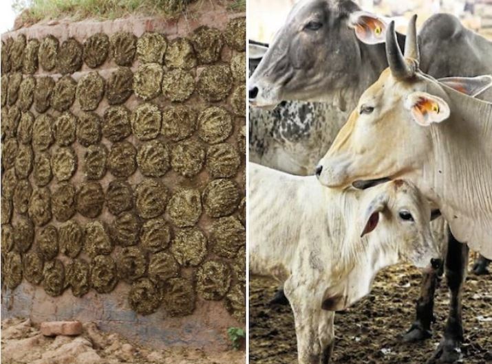 Cow Dung Cakes Spotted At US Grocery ਅਮਰੀਕਾ 'ਚ ਭਾਰਤੀ ਗਾਂ ਦੇ ਗੋਹੇ ਦੀ ਧੂਮ, ਲੋਕ ਬੜੇ ਚਾਅ ਨਾਲ ਖਰੀਦ ਰਹੇ