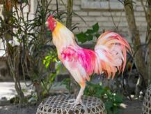 ਗੁਆਂਢੀ ਨੇ ਕੀਤਾ ਮੁਰਗੇ ਦਾ ਕਤਲ, 7 ਲੋਕਾਂ ਖਿਲਾਫ FIR ਦਰਜ