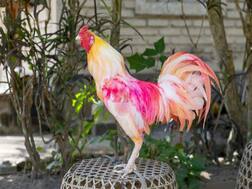 ਗੁਆਂਢੀ ਨੇ ਕੀਤਾ ਮੁਰਗੇ ਦਾ ਕਤਲ, 7 ਲੋਕਾਂ ਖਿਲਾਫ FIR ਦਰਜ