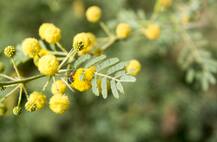 ਬਬੂਲ ਦਾ ਇਹ ਘਰੇਲੂ ਨੁਸਖਾ ਅਪਣਾ ਕੇ ਚੁਟਕੀਆਂ 'ਚ ਭਜਾਓ ਜੋੜਾਂ ਦਾ ਦਰਦ