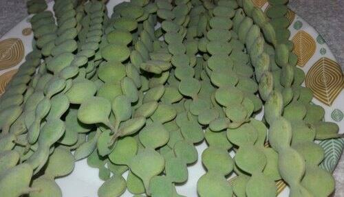 ਬਬੂਲ ਦੇ ਰੁੱਖ ਦੀ ਇੱਕ ਫਲੀ ਲੈ ਕੇ ਉਸ ਨੂੰ ਚੰਗੀ ਤਰ੍ਹਾਂ ਸੁੱਕਾ ਲਓ। ਇਸ ਤੋਂ ਬਾਅਦ ਇਸ ਦਾ ਪਾਊਡਰ ਬਣਾ ਲਓ। ਫਿਰ ਓਨੀ ਹੀ ਮਾਤਰਾ ਵਿੱਚ ਮੇਥੀ ਦੇ ਦਾਣਿਆਂ ਦਾ ਪਾਊਡਰ ਬਣਾਓ। ਦੋਵਾਂ ਨੂੰ ਮਿਲਾ ਲਉ।