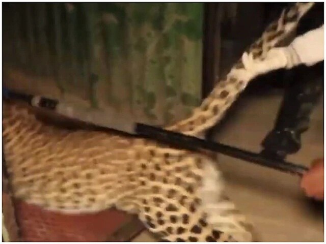 viral-video-leopard-enters-house-in-maharashtra-gets-rescued Viral Video: ਘਰ 'ਚ ਆ ਵੜਿਆ ਚੀਤਾ, ਇਲਾਕੇ 'ਚ ਦਹਿਸ਼ਤ