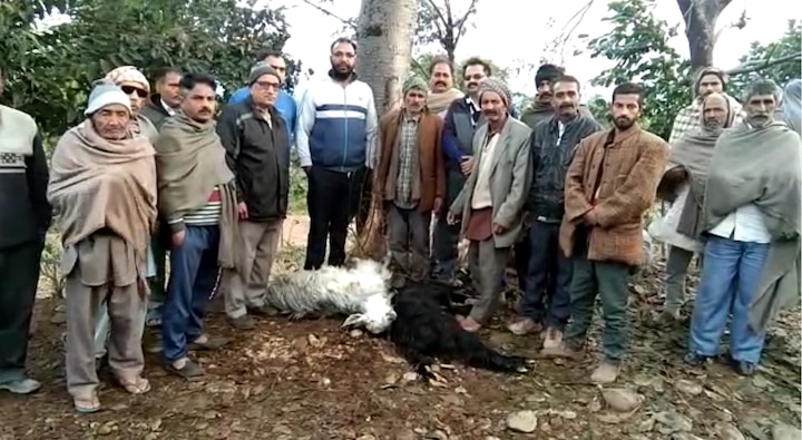 40 animals killed due to sky lighting in pathankot ਅਸਮਾਨੀ ਬਿਜਲੀ ਦਾ ਕਹਿਰ, 40 ਪਸ਼ੂਆਂ ਦੀ ਮੌਤ, ਲੱਖਾਂ ਦਾ ਨੁਕਸਾਨ