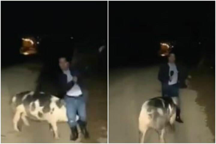 Pig chases reporter during live shot on TV ਲਾਈਵ ਰਿਪੋਰਟਿੰਗ ਦੌਰਾਨ ਹੋਇਆ ਕੁਝ ਅਜਿਹਾ ਕਿ ਹੱਸ-ਹੱਸ ਦੂਹਰੇ ਹੋਏ ਐਂਕਰ