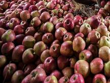 ਸਾਲ ਭਰ ਖਰਾਬ ਨਹੀਂ ਹੋਏਗਾ ਇਹ ਸੇਬ, ਜਾਣੋ ਖਾਸੀਅਤ