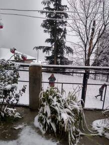 ਹਿਮਾਚਲ 'ਚ ਬਰਫ ਹੀ ਬਰਫ, ਚਾਰ ਜ਼ਿਲ੍ਹਿਆਂ 'ਚ ਯੈਲੋ ਅਲਰਟ