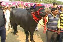 ਪਸ਼ੂ ਪਾਲਣ ਦੇ ਸ਼ੌਕੀਨਾਂ ਲਈ ਖੁਸ਼ਖਬਰੀ!