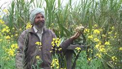 ਖੇਤੀ ਦੀ ਇਸ ਤਕਨੀਕ ਨਾਲ ਕਮਾ ਸਕਦੇ ਹੋ 5 ਲੱਖ ਰੁਪਏ ਪ੍ਰਤੀ ਏਕੜ!