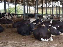 ਪੰਜਾਬ ਸਰਕਾਰ ਵੱਲੋਂ ਪਸ਼ੂ ਪਾਲਕਾਂ ਨੂੰ ਵੱਡੀ ਰਾਹਤ