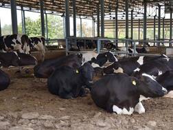 ਪੰਜਾਬ ਸਰਕਾਰ ਵੱਲੋਂ ਪਸ਼ੂ ਪਾਲਕਾਂ ਨੂੰ ਵੱਡੀ ਰਾਹਤ