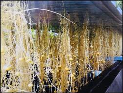 ਹੁਣ ਆਲੂ ਉਗਾਉਣ ਲਈ ਨਾ ਜ਼ਮੀਨ ਦੀ ਲੋੜ ਨਾ ਚਾਹੀਦੀ ਮਿੱਟੀ, ਜਾਣੋ ਕਿੱਥੇ ਉਗਣਗੇ ਜ਼ਿਆਦਾ ਪੈਦਾਵਰ ਵਾਲੇ ਆਲੂ