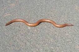 ਲਗਜ਼ਰੀ ਕਾਰਾਂ ਤੋਂ ਵੀ ਜ਼ਿਆਦਾ ਮਹਿੰਗਾ ਹੈ ਇਹ ਸੱਪ, ਵਜ੍ਹਾ ਜਾਣ ਹੋ ਜਾਓਗੇ ਹੈਰਾਨ