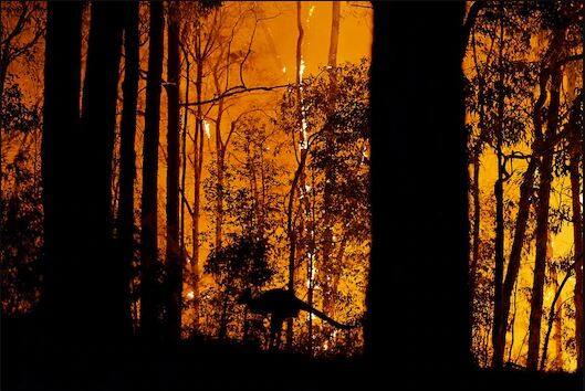 ਆਸਟਰੇਲੀਆ ਦੇ ਨਿਊ ਸਾਊਥ ਵੇਲਜ਼ ਦੇ ਜੰਗਲਾਂ ਵਿੱਚ ਲੱਗੀ ਅੱਗ ਭਿਆਨਕ ਹੁੰਦੀ ਜਾ ਰਹੀ ਹੈ।