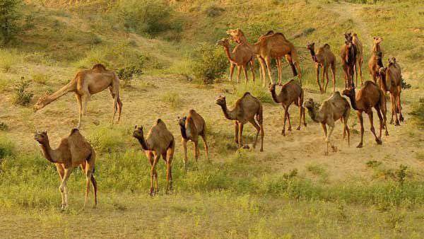 Thousands of camels killed in mass cull in South Australia ਆਸਟਰੇਲੀਆ 'ਚ 5000 ਊਠਾਂ ਨੂੰ ਮਾਰੀ ਗੋਲੀ