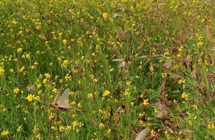 how harmful locust attack-spreads in many states of India  ਟਿੱਡੀ ਦਲ ਬਹੁਤ ਖਤਰਨਾਕ, ਝੁੰਡ 'ਚ 15 ਕਰੋੜ ਮੈਂਬਰ, ਇੱਕ ਦਿਨ 'ਚ ਖਾ ਜਾਂਦਾ 35 ਹਜ਼ਾਰ ਲੋਕਾਂ ਦੀ ਰੋਟੀ