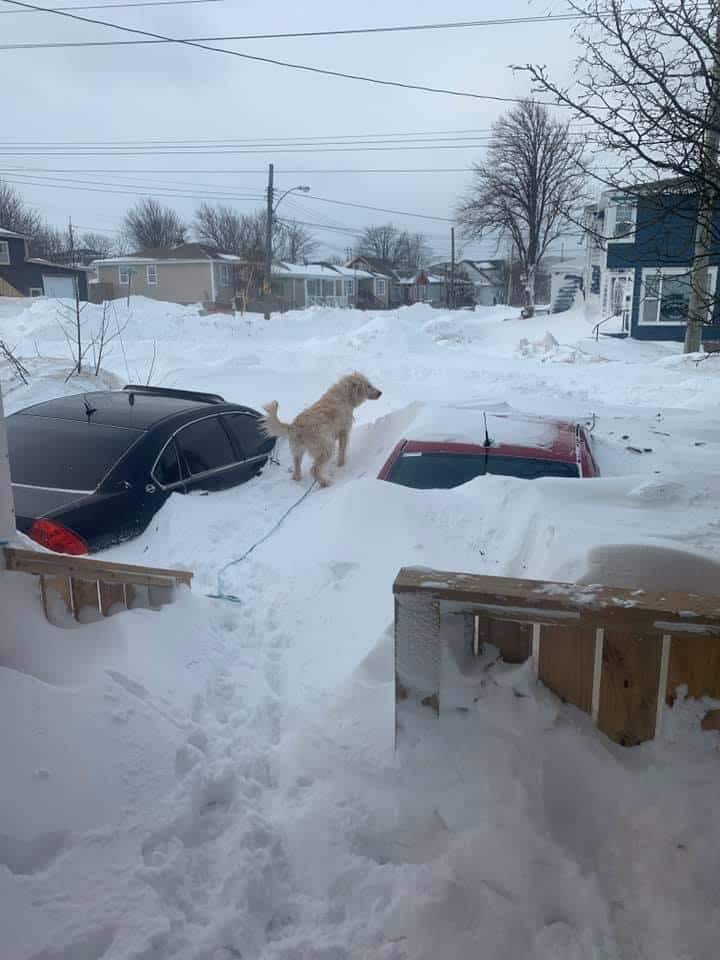 ਤੇਜ਼ ਹਵਾ ਕਾਰਨ ਕਾਰਾਂ ਸਨੋਅ ਹੇਠਾਂ ਦੱਬ ਗਈਆਂ। ਜਦਕਿ ਵਾਈਟ-ਆਊਟ ਹੋਣ ਕਾਰਨ ਸੜਕਾਂ ਖ਼ਤਰੇ ਤੋਂ ਖ਼ਾਲੀ ਨਜ਼ਰ ਨਹੀਂ ਆ ਰਹੀਆਂ।