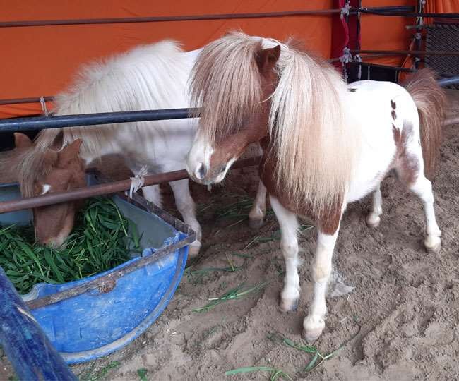 Sukhbir Singh Badal Bring Horse In Maghi Mela  ਸੁਖਬੀਰ ਬਾਦਲ ਦੇ ਘੋੜੇ ਦਾ ਕੋਈ ਨਾ ਲਾ ਸਕਿਆ ਮੁੱਲ, ਯੂਕੇ ਤੋਂ ਮੰਗਵਾਇਆ ਖ਼ਾਸ ਨਸਲ ਦਾ ਘੋੜਾ