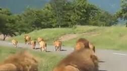 ਸ਼ੇਰਾਂ ਦੇ ਇਸ ਝੂੰਡ ਨੂੰ ਦੇਖ ਕੇ ਹਰ ਕੋਈ ਹੈਰਾਨ, ਵੀਡੀਓ ਹੋ ਰਹੀ ਵਾਇਰਲ