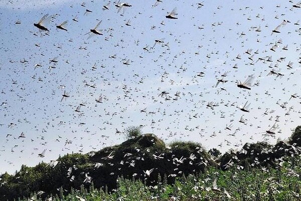 The Department of Agriculture sprayed the drug with millions of locusts ਖੇਤੀਬਾੜੀ ਮਹਿਕਮੇ ਨੇ ਇਸ ਦਵਾਈ ਦੇ ਛੜਕਾਅ ਨਾਲ ਮਾਰ ਸੁੱਟੀਆਂ ਲੱਖਾਂ ਟਿੱਡੀਆਂ