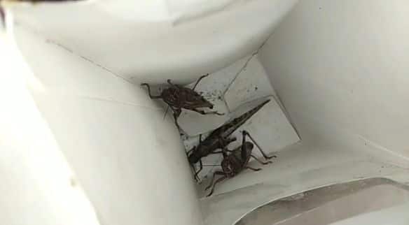 ਟਿੱਡੀ ਦਲ ਦੇ ਹਮਲੇ ਤੋਂ ਸੂਬਾ ਕਿਸਾਨਾਂ ਨੂੰ ਆਪਣੀ ਫਸਲ ਦੀ ਲਈ ਉਨ੍ਹਾਂ ਦੀ ਫਿਕਰ ਨੂੰ ਹੋਰ ਵਧਾ ਦਿੱਤਾ ਹੈ। ਜ਼ਿਲ੍ਹੇ ਦੇ ਕਿਸਾਨਾਂ ਦਾ ਮੰਨਣਾ ਹੈ ਕਿ ਉਹ ਤਾਂ ਪਹਿਲਾਂ ਹੀ ਮੰਦੀ ਦੀ ਮਾਰ ਝਲ ਰਹੇ ਹਨ ਤੇ ਉਤੋਂ ਕੁਦਰਤ ਉਨ੍ਹਾਂ ਦੀ ਦੁਸ਼ਮਣ ਬਣੀ ਹੈ।