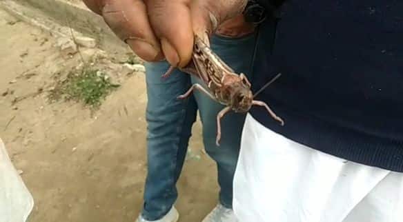 ਕਿਸਾਨਾਂ ਨੇ ਦੱਸਿਆਂ ਕਿ ਟਿੱਡੀ ਦਲ ਫਸਲਾਂ ਦਾ ਨੁਕਸਾਨ ਕਰ ਰਿਹਾ ਹੈ ਸਰੋਂ ਦੀ ਫਸਲ ਦਾ ਜ਼ਿਆਦਾ ਨੁਕਸਾਨ ਕੀਤਾ ਜਾ ਰਿਹਾ ਹੈ। ਕਿਸਾਨਾਂ ਨੇ ਸਰਕਾਰ ਤੋਂ ਇਨ੍ਹਾਂ ਦਾ ਜਲਦੀ ਹੱਲ ਕਰਨ ਦੀ ਮੰਗ ਕੀਤੀ।