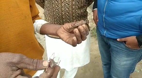 ਉਧਰ ਦੂਜੇ ਪਾਸੇ ਖੇਤੀਬਾੜੀ ਵਿਭਾਗ ਨੂੰ ਵੀ ਟਿੱਡੀ ਦਲ ਦੇ ਹਮਲੇ ਦਾ ਪਤਾ ਲੱਗਦੇ ਉਨ੍ਹਾਂ ਪ੍ਰਭਾਵਿਤ ਖੇਤਾ ਦਾ ਦੌਰਾ ਕੀਤਾ। ਅਧਿਕਾਰੀਆਂ ਨੇ ਮੰਨਿਆਂ ਕਿ ਟਿੱਡੀ ਦਲ ਦਾ ਹਮਲਾ ਹੈ ਪਰ ਘਬਰਾਉਣ ਦੀ ਜ਼ਰੂਰਤ ਨਹੀਂ।