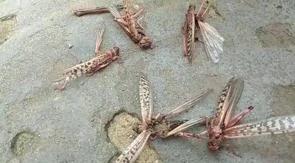 ਉਨ੍ਹਾਂ ਕਿਸਾਨਾਂ ਨੂੰ ਕਈ ਸਲਾਹਾਂ ਦਿੰਦੇ ਹੋਏ ਅਫਵਾਹਾਂ ਤੋਂ ਸੁਚੇਤ ਰਹਿਣ ਲਈ ਵੀ ਕਿਹਾ।