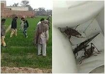 ਗੁਆਢੀ ਮੁਲਕ ਤੋਂ ਟਿੱਡੀ ਦਲ ਦਾ ਹਮਲਾ, ਕਿਸਾਨਾਂ ਦੀ ਫਸਲ ਖ਼ਰਾਬ