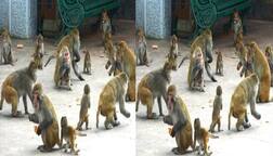 ਇੱਕ ਅਜਿਹਾ ਪਿੰਡ ਜਿੱਥੇ ਮੱਨੁਖਾਂ ਤੋਂ ਜ਼ਿਆਦਾ ਹੈ ਬੰਦਰਾਂ ਦੀ ਗਿਣਤੀ, ਨਹੀਂ ਹੋ ਪਾ ਰਹੇ ਕੁੜੀਆ ਦੇ ਵਿਆਹ