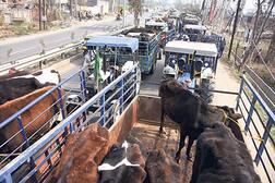 ਕਿਸਾਨ 100 ਟਰਾਲੀਆਂ 'ਚ ਆਵਾਰਾ ਪਸ਼ੂ ਭਰ ਸਰਕਾਰ ਨੂੰ ਦੇਣ ਪਹੁੰਚੇ, ਪੁਲਿਸ ਨੇ ਰੋਕਿਆ ਤਾਂ ਸ਼ਹਿਰ 'ਚ ਹੀ ਟਰਾਲੀਆਂ ਦੇ ਡਾਲੇ ਖੋਲ੍ਹੇ