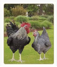 ਬੱਚਿਆਂ ਨੂੰ ਸਿਹਤਮੰਦ ਬਣਾਉਣ ਲਈ ਸਰਕਾਰ ਵੰਡ ਰਹੀ ਇੱਕ ਮੁਰਗਾ ਤੇ 10 ਮੁਰਗੀਆਂ