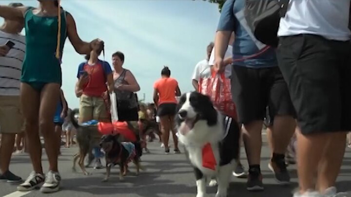 Viral Video 4: ਬ੍ਰਾਜ਼ੀਲ ਦੇ ਰਿਓ ਡੀ ਜੇਨੇਰਾ 'ਚ ਪਾਲਤੂ ਕੁੱਤਿਆਂ ਦੀ ਪਰੇਡ ਕੱਢੀ ਗਈ। ਇਸ ਦੌਰਾਨ ਲੋਕ ਆਪਣੇ-ਆਪਣੇ ਡੌਗੀ ਨੂੰ ਮਸਤ ਡਰੈਸੇਜ ਨਾਲ ਸਜਾ ਕੇ ਪਹੁੰਚੇ।