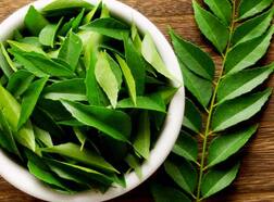 ਕੜ੍ਹੀ ਪੱਤਾ ਡਾਇਬਟੀਜ਼ ਲਈ ਫਾਇਦੇਮੰਦ, ਜਾਣੋ ਹੋਰ ਕੀ ਕੀ ਨੇ ਫਾਇਦੇ