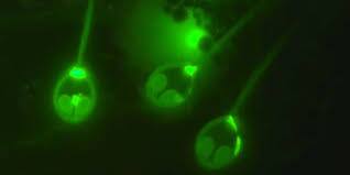 ਵਿਗਿਆਨੀਆਂ ਨੇ ਕੀਤੀ ਬਿਨ੍ਹਾਂ ਆਕਸੀਜਨ ਦੇ ਜਿਉਣ ਵਾਲੇ ਜਾਨਵਰ ਦੀ ਖੋਜ