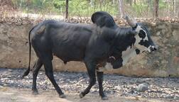 ਗਊ ਹੱਤਿਆ ਰੋਕਣ ਮਗਰੋਂ ਬਲਦਾਂ, ਢੱਠਿਆਂ ਤੇ ਮੱਝਾਂ ਦੇ ਹੱਕ 'ਚ ਆਵਾਜ਼ ਬੁਲੰਦ