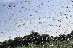 ਟਿੱਡੀਦਲ ਦੀ ਚਪੇਟ 'ਚ ਆਏ ਕਿਸਾਨਾਂ ਨੂੰ ਨਹੀਂ ਮਿਲੇਗਾ ਮੁਆਵਜਾ