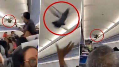 Pigeon flies inside Ahmedabad-Jaipur GoAir flight. Video goes crazy viral Go Air ਫਲਾਈਟ 'ਚ ਬਗੈਰ ਇਜਾਜ਼ਤ ਆਇਆ ਗੈਸਟ, ਯਾਤਰੀ ਹੈਰਾਨ, ਜਹਾਜ਼ ਅੱਧਾ ਘੰਟੇ ਦੇਰ ਨਾਲ ਉੱਡਿਆ