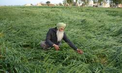 ਪੰਜਾਬ ਦੇ ਕਿਸਾਨਾਂ 'ਤੇ ਇੱਕ ਹੋਰ ਮਾਰ!