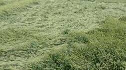 ਬਾਰਸ਼ ਅਤੇ ਤੇਜ਼ ਹਵਾਵਾਂ ਕਾਰਨ 2000 ਏਕੜ ਤੋਂ ਵੱਧ ਫਸਲ ਦਾ ਨੁਕਸਾਨ, ਕਿਸਾਨਾਂ ਨੇ ਸਰਕਾਰ ਤੋਂ ਕੀਤੀ ਮੁਆਵਜ਼ੇ ਦੀ ਮੰਗ