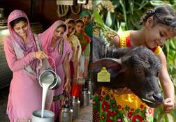 ਪੰਜਾਬ 'ਚ ਵਗੇ ਦੁੱਧ ਦੇ ਦਰਿਆ, ਪੈਦਾਵਾਰ 'ਚ 50.14 ਫੀਸਦ ਦਾ ਵਾਧਾ