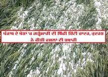 ਪੰਜਾਬ 'ਚ ਗੜ੍ਹੇਮਾਰੀ ਅਤੇ ਮੀਂਹ ਕਰਕੇ ਤਬਾਹੀ, ਖੜ੍ਹੀ ਫ਼ਸਲਾਂ ਨੂੰ ਭਾਰੀ ਨੁਕਸਾਨ